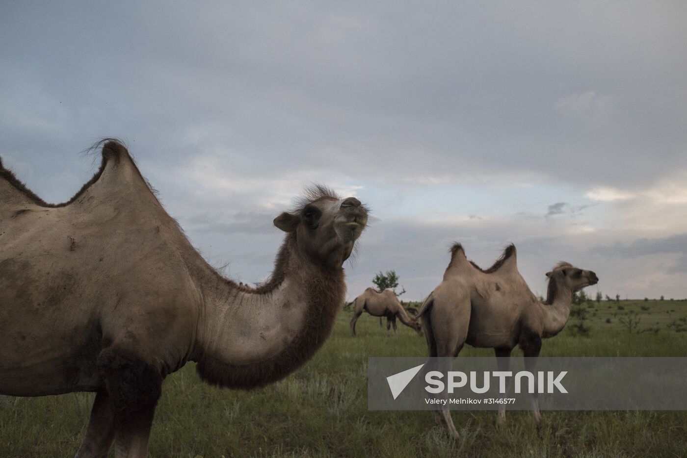 Camel breeding in Buryatia