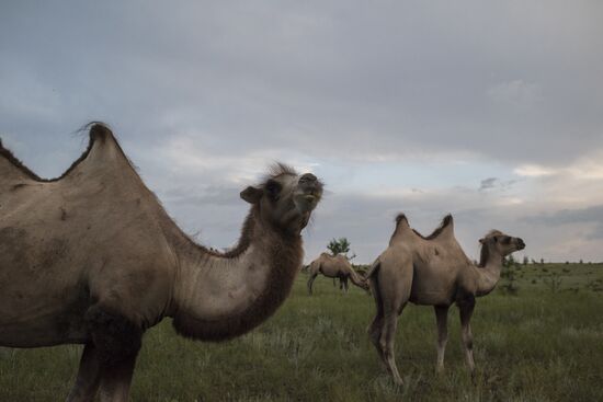 Camel breeding in Buryatia
