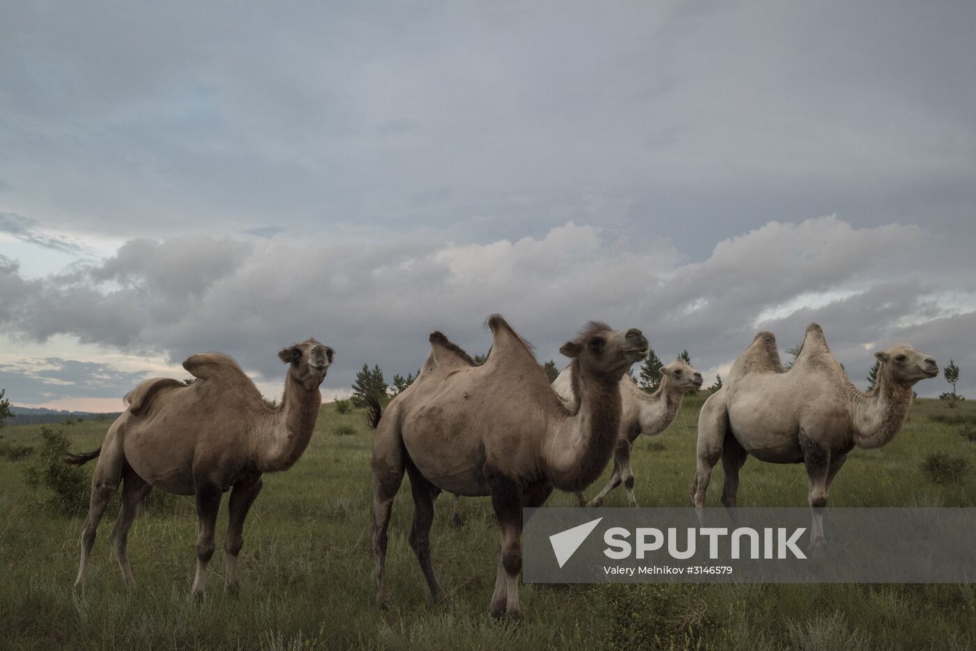 Camel breeding in Buryatia