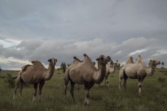 Camel breeding in Buryatia