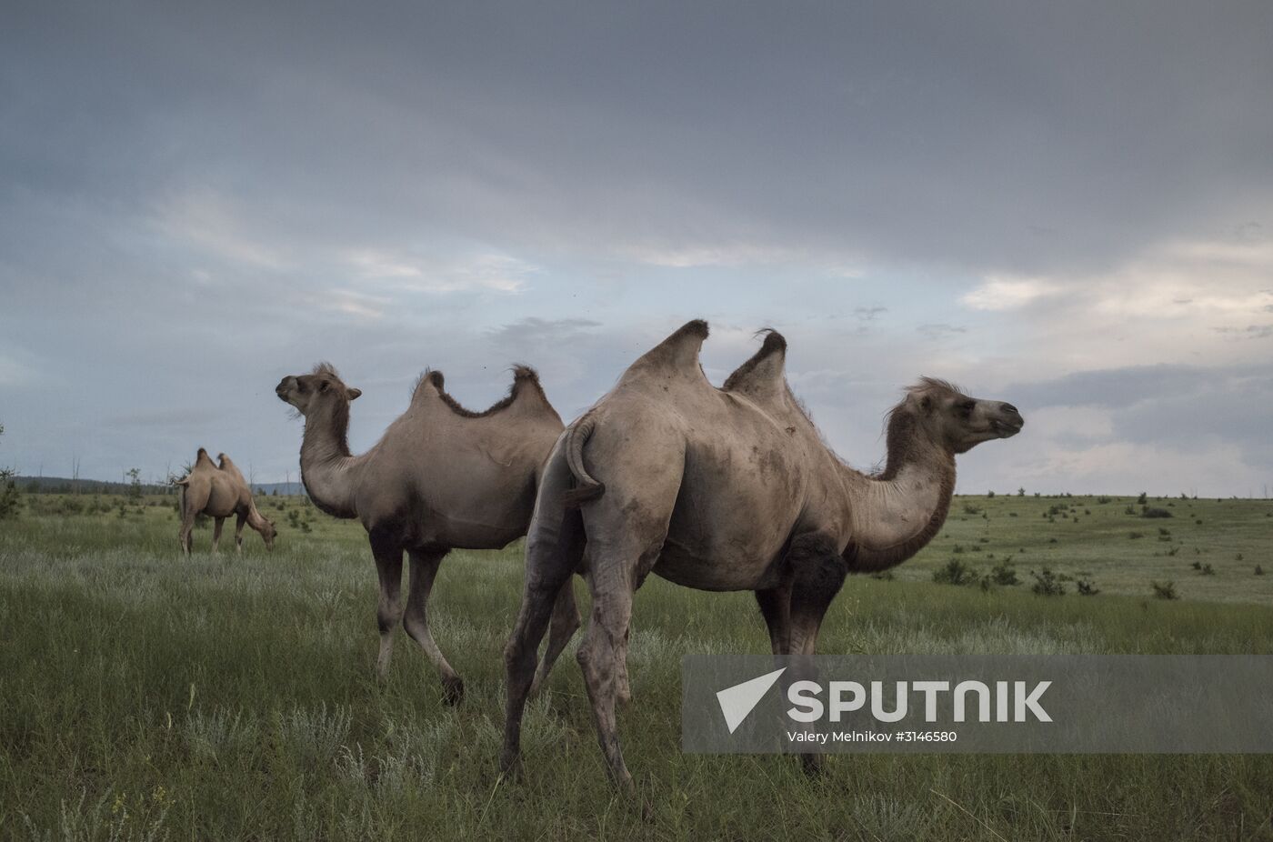 Camel breeding in Buryatia