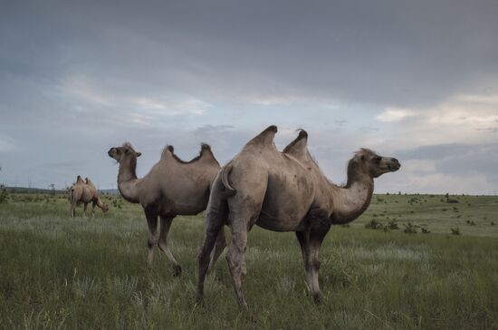 Camel breeding in Buryatia