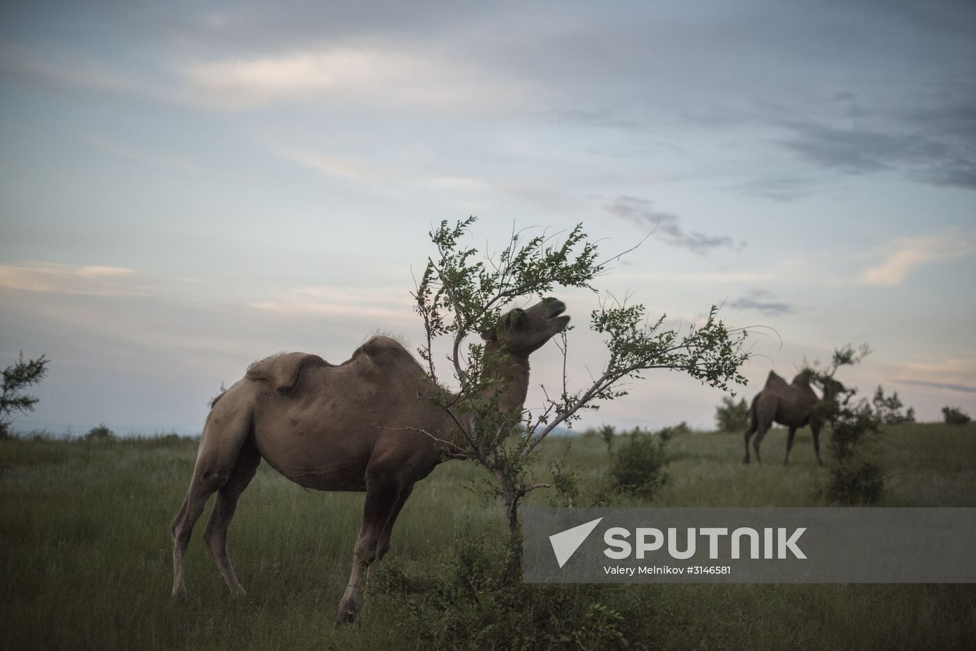 Camel breeding in Buryatia