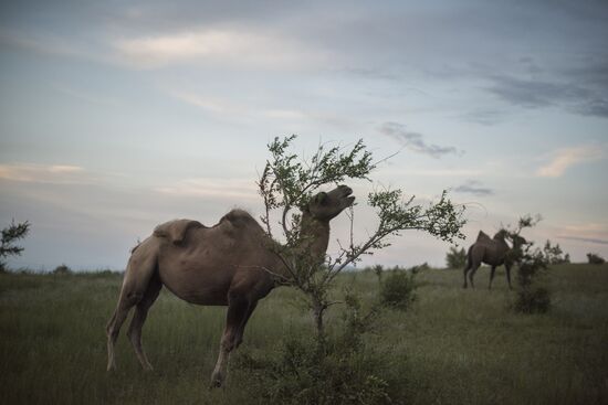 Camel breeding in Buryatia