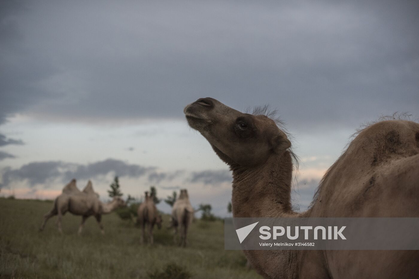 Camel breeding in Buryatia