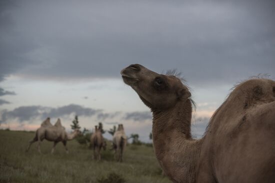 Camel breeding in Buryatia