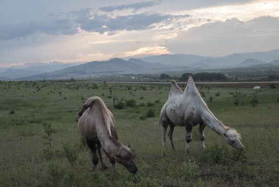 Camel breeding in Buryatia