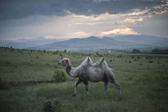Camel breeding in Buryatia