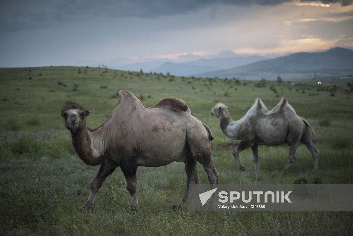Camel breeding in Buryatia