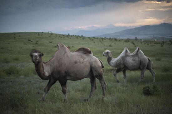 Camel breeding in Buryatia