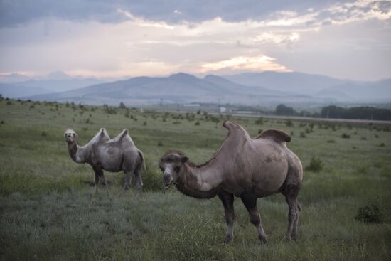 Camel breeding in Buryatia