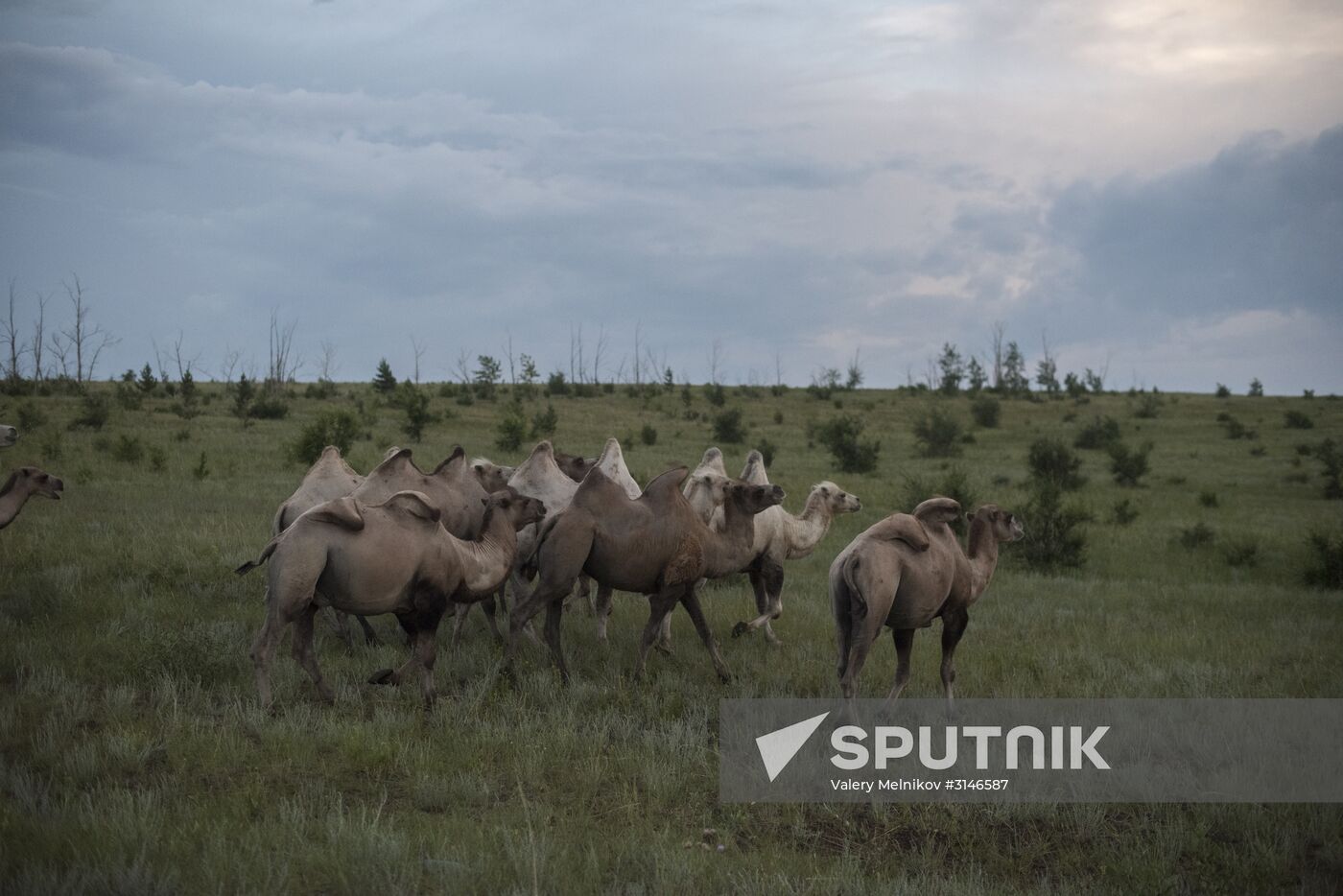 Camel breeding in Buryatia
