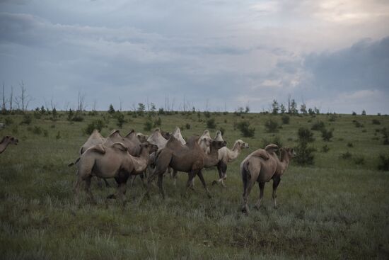 Camel breeding in Buryatia