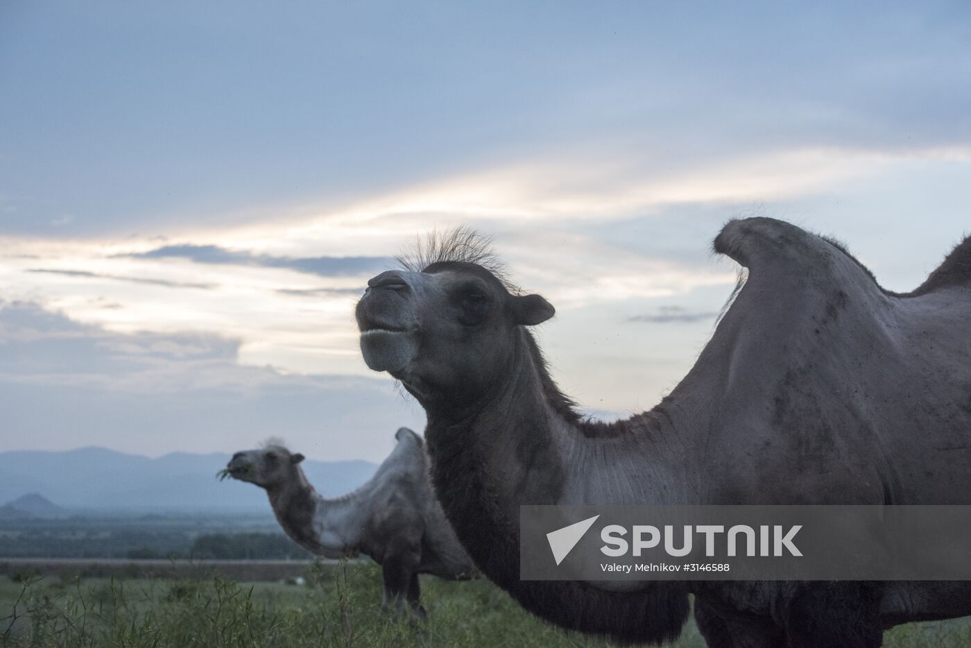 Camel breeding in Buryatia