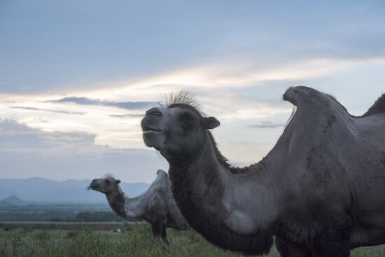 Camel breeding in Buryatia