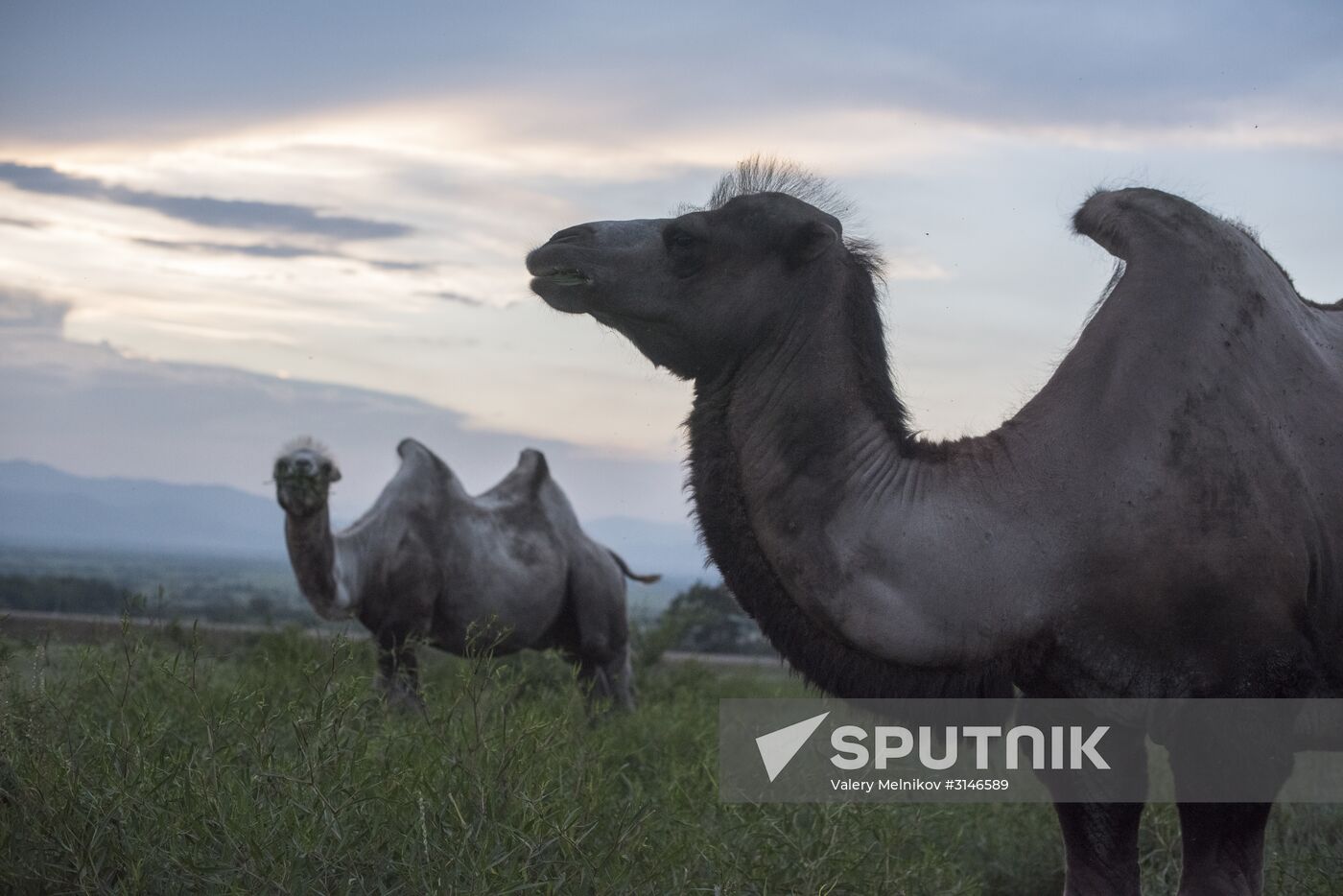 Camel breeding in Buryatia