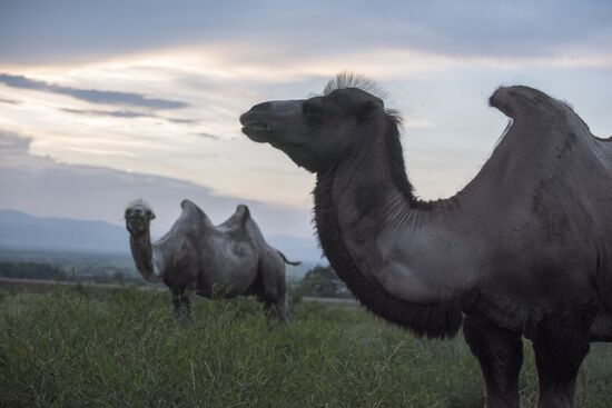Camel breeding in Buryatia