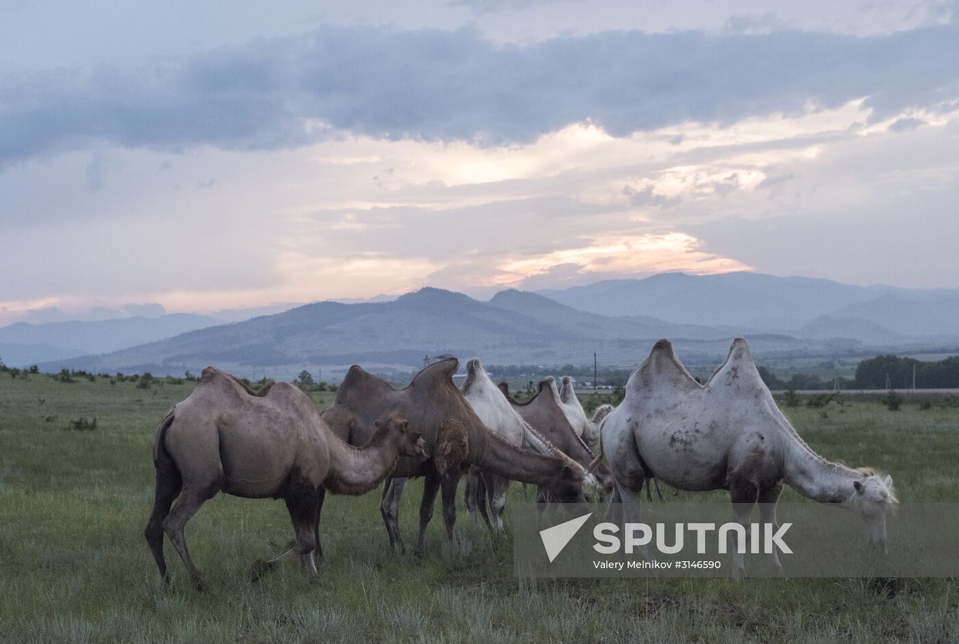 Camel breeding in Buryatia