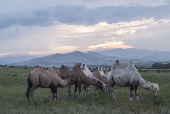 Camel breeding in Buryatia