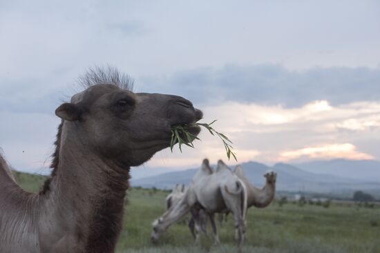 Camel breeding in Buryatia