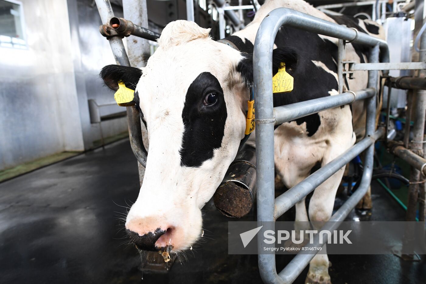 Russian Orthodox Church-owned Zelenogradskoye dairy agro holding