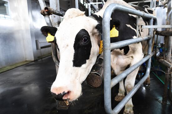 Russian Orthodox Church-owned Zelenogradskoye dairy agro holding
