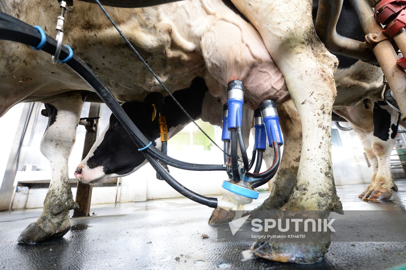 Russian Orthodox Church-owned Zelenogradskoye dairy agro holding