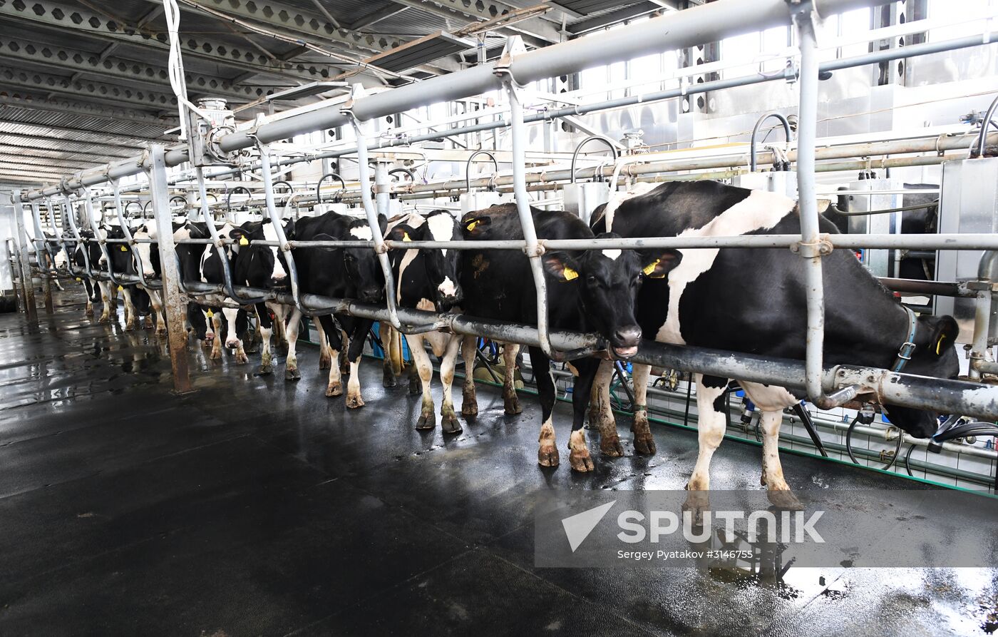 Russian Orthodox Church-owned Zelenogradskoye dairy agro holding