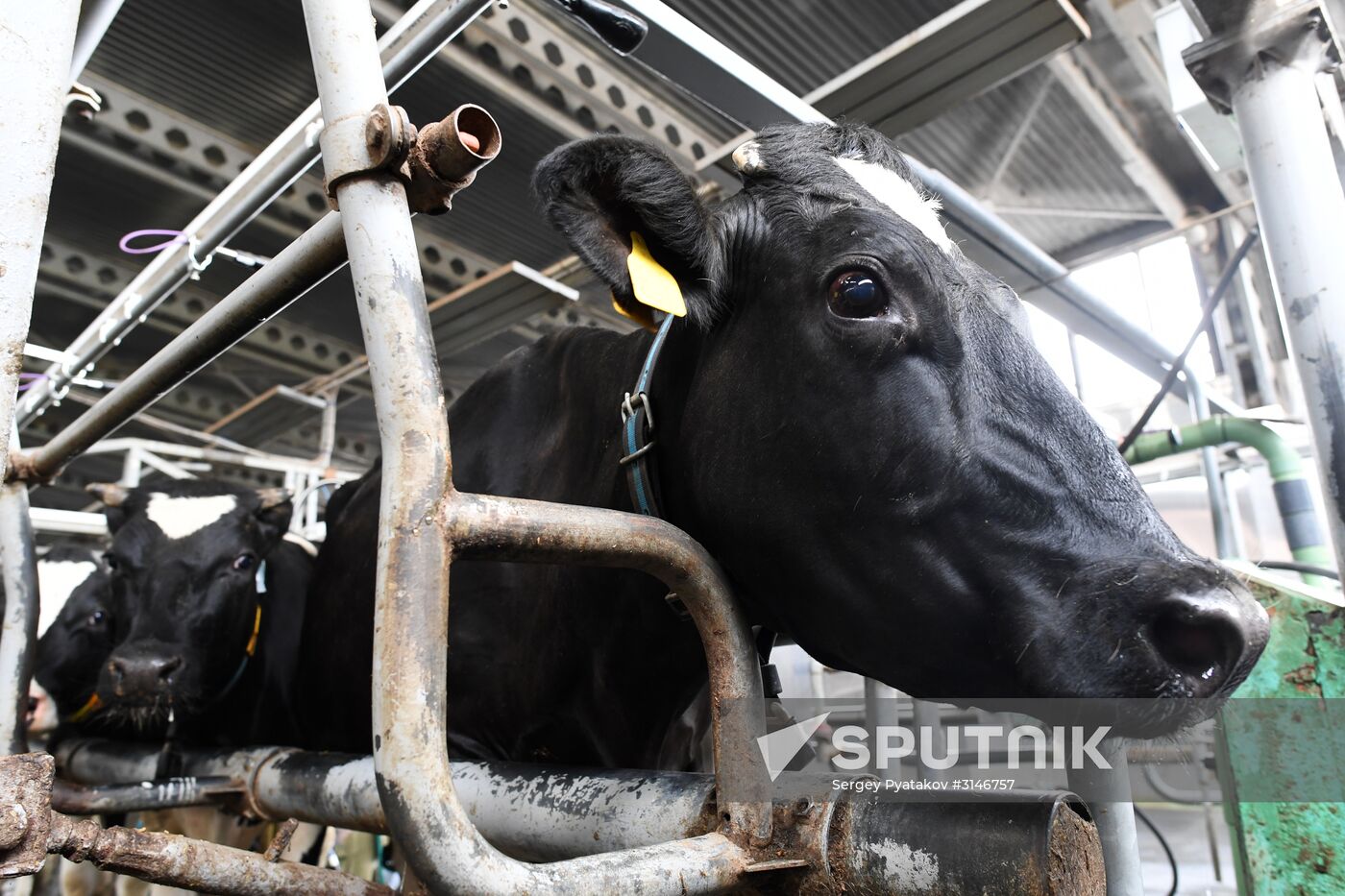 Russian Orthodox Church-owned Zelenogradskoye dairy agro holding