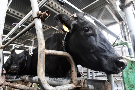 Russian Orthodox Church-owned Zelenogradskoye dairy agro holding