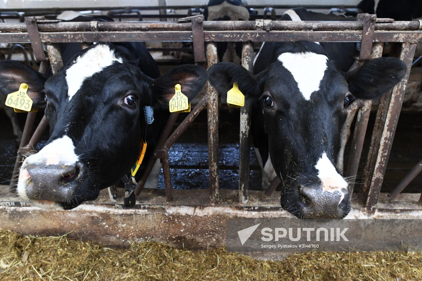 Russian Orthodox Church-owned Zelenogradskoye dairy agro holding