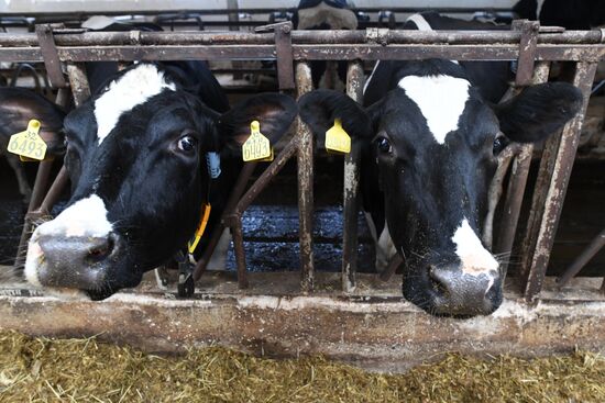Russian Orthodox Church-owned Zelenogradskoye dairy agro holding