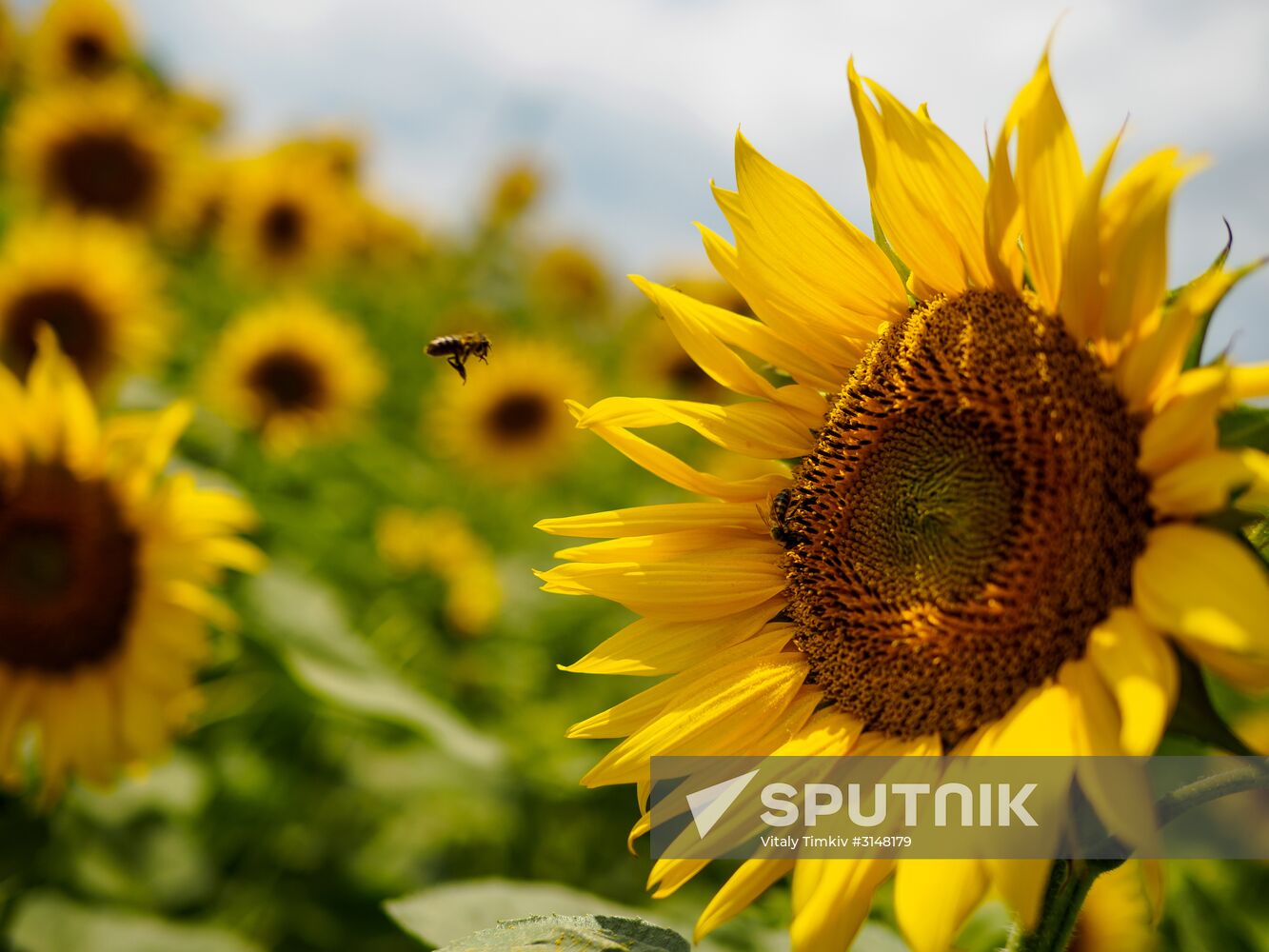 Sunflower fields in Krasnodar Territory