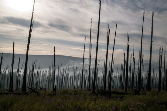 Forest fires in Buryatia