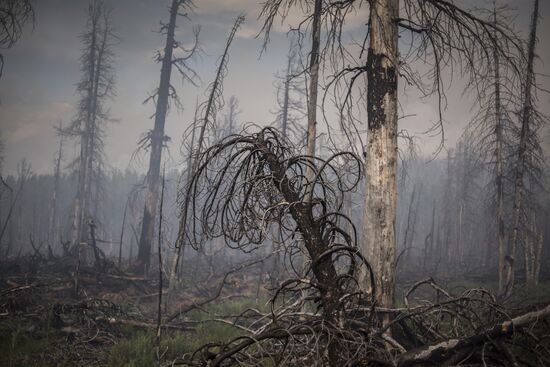Forest fires in Buryatia