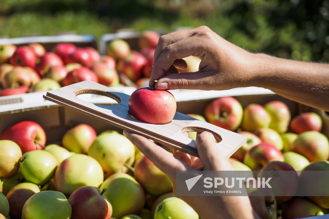 Picking apples in Russia's Krasnodar Territory