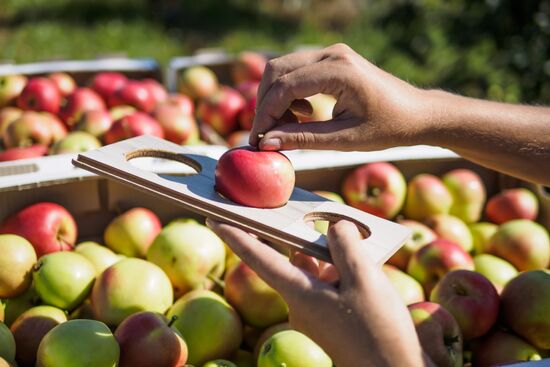 Picking apples in Russia's Krasnodar Territory