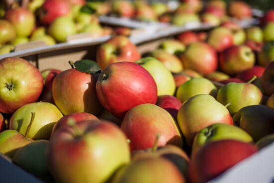 Picking apples in Russia's Krasnodar Territory