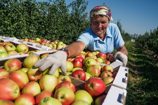 Picking apples in Russia's Krasnodar Territory