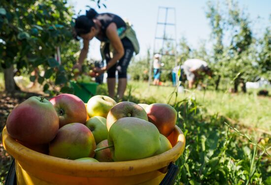 Picking apples in Russia's Krasnodar Territory