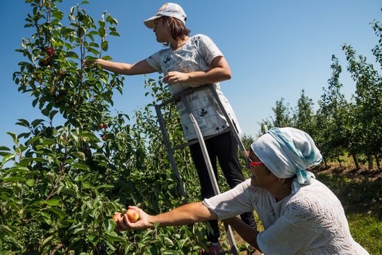 Picking apples in Russia's Krasnodar Territory