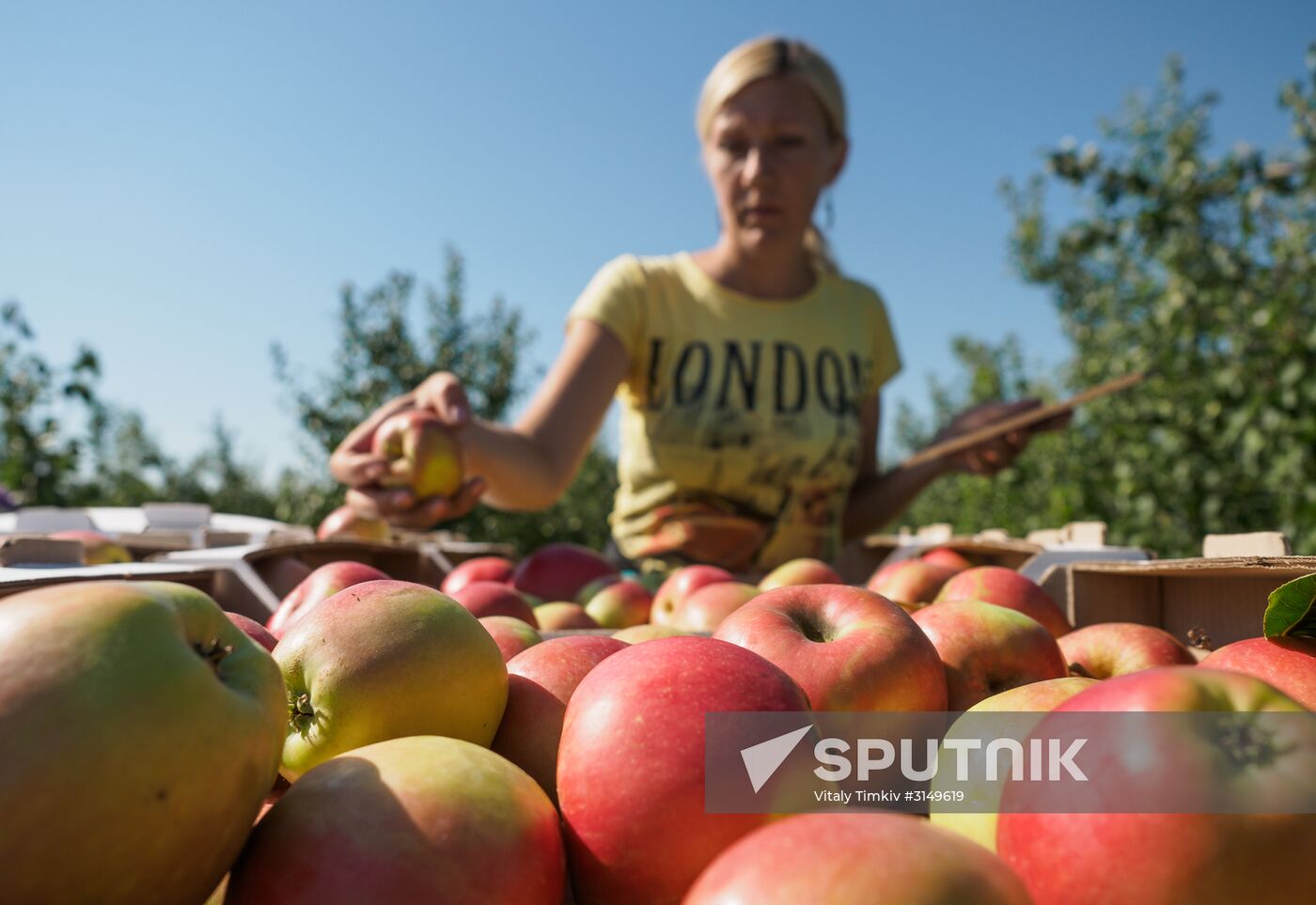 Picking apples in Russia's Krasnodar Territory