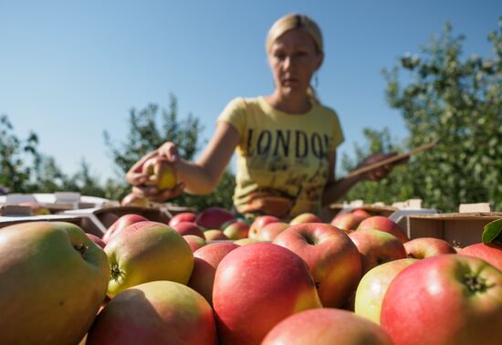 Picking apples in Russia's Krasnodar Territory