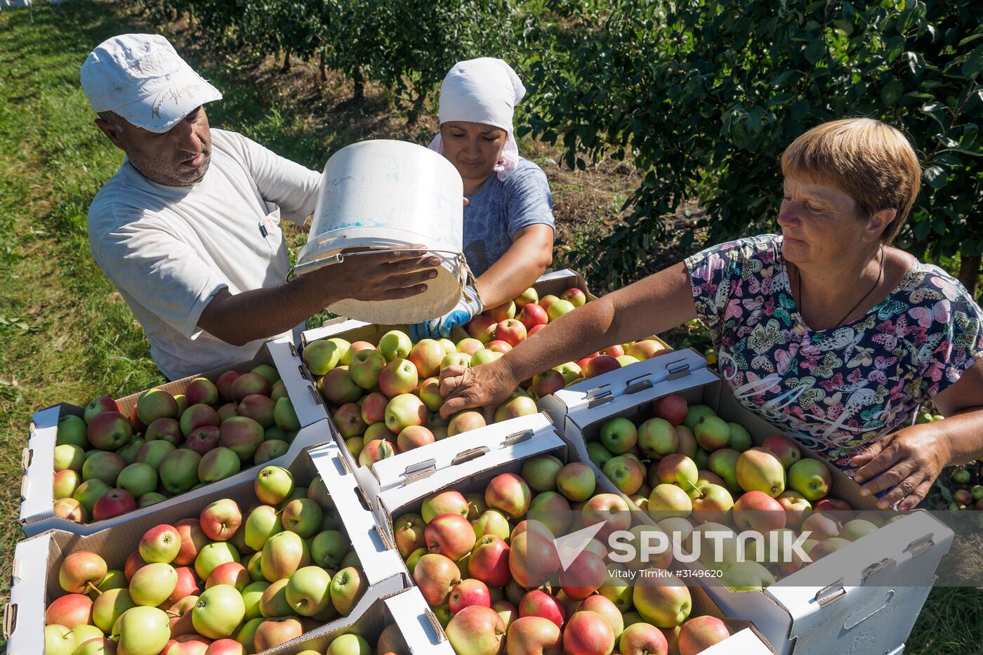Picking apples in Russia's Krasnodar Territory
