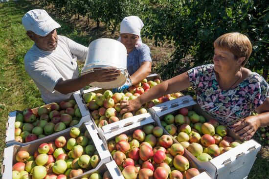 Picking apples in Russia's Krasnodar Territory
