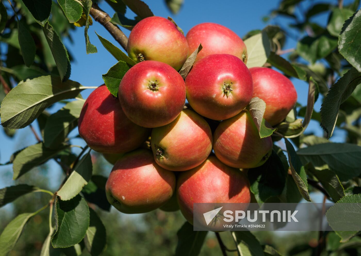 Picking apples in Russia's Krasnodar Territory
