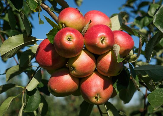 Picking apples in Russia's Krasnodar Territory