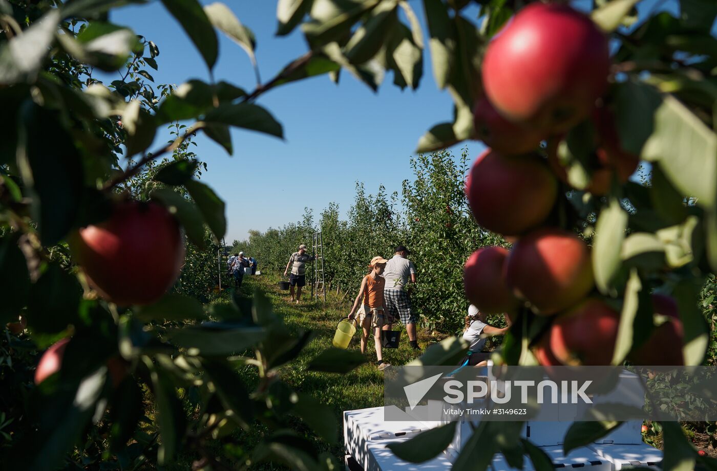 Picking apples in Russia's Krasnodar Territory