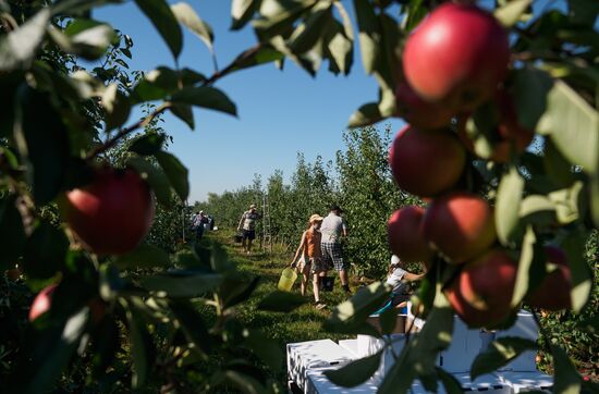 Picking apples in Russia's Krasnodar Territory