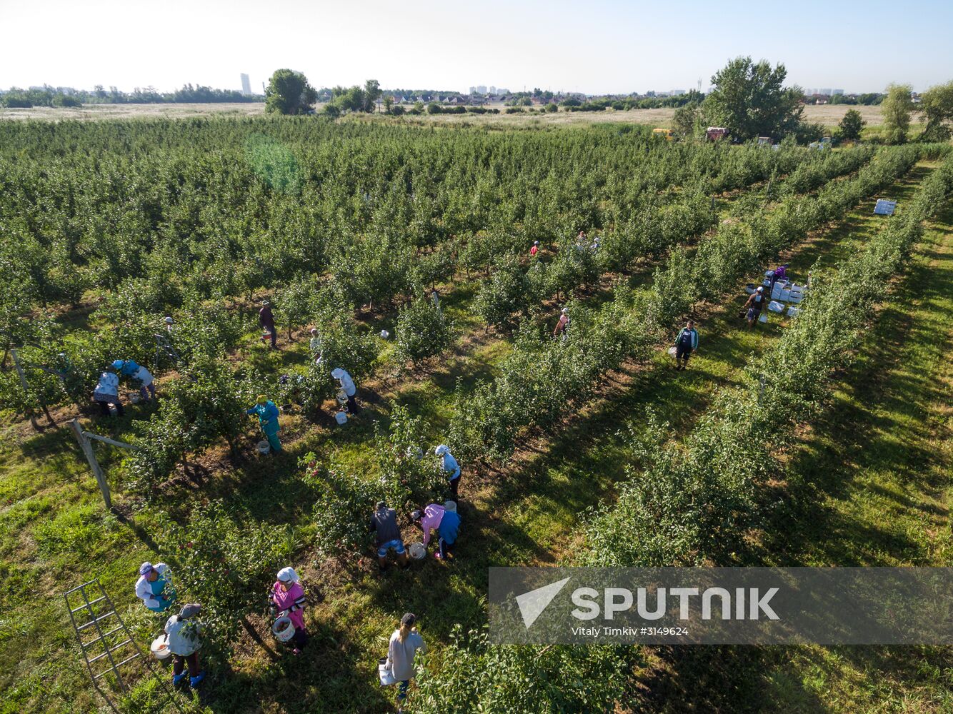 Picking apples in Russia's Krasnodar Territory